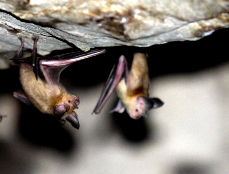  غار خفاش ,گردشگری ایران